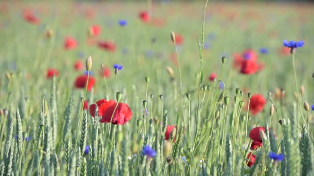 wildflower meadow in summer. with red poppies and grasses, slow motion
