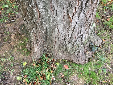 The bole / trunk of Italian alder tree (Alnus cordata) in October