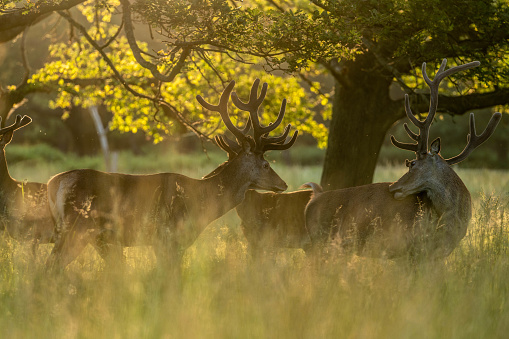 deers in the morning time