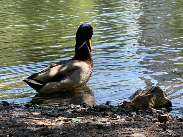 istock A drake on the background of a pond cleans its feathers 1498765509