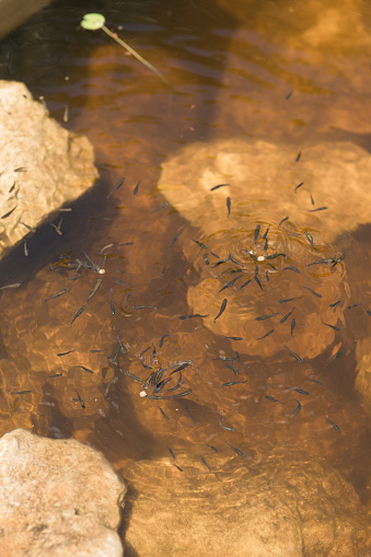 Water Lilies, Lily Pads, Tadpoles, Fish & Turtles in a Pond in South Florida in the Summer of 2023