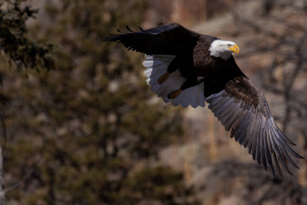 istock Bald Eagles at Eleven Mile Canyon 1498765932