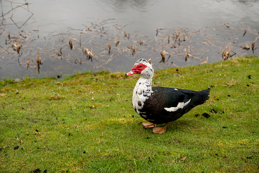 Male Muscovy duck (Cairina moschata) on the bank of pond