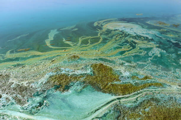 istock Bright blue-green algae (cyanobacteria) on water and beach sand. 1498767232