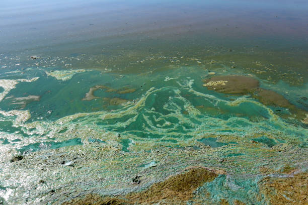 istock Bright blue-green algae (cyanobacteria) on water and beach sand. 1498767274