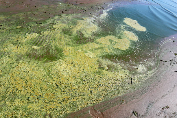 istock Bright blue-green algae (cyanobacteria) on water and beach sand. 1498767381