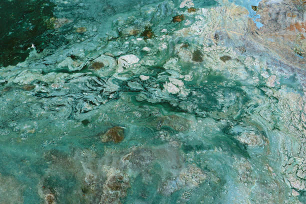 istock Bright blue-green algae (cyanobacteria) on water and beach sand. 1498767429