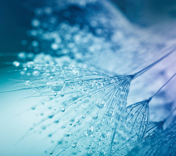 semente de dente-de-leão com água gotas - dewdrops abstract imagens e fotografias de stock