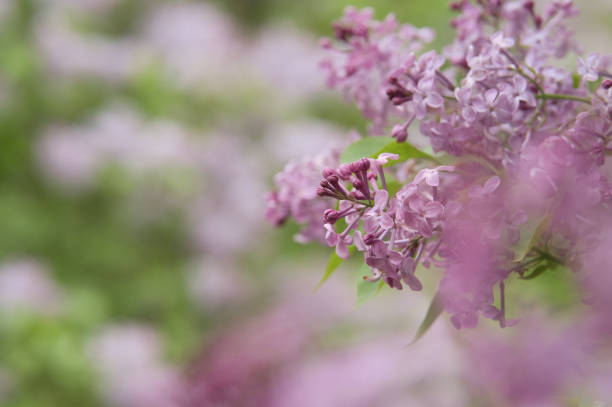 istock purple flowers and bokeh 1498768425