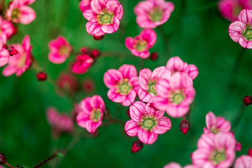 Saxifrage flowers plant in garden. Beautiful pink saxifrage closeup macro. Floral background of moss saxifrage in floral garden. Springtime with beautiful flowers in garden
