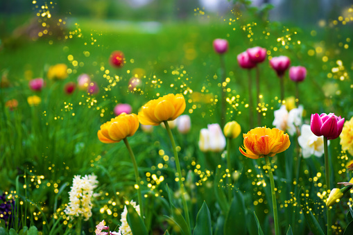Spring flowers in garden. Beautiful spring flower tulips on blurred green background. Flowering background of bloom tulips in spring in flower garden. Floral background