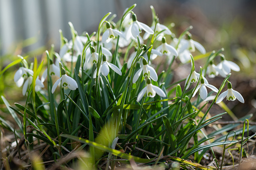 Snowdrops flowering with autumn leaves on the soil