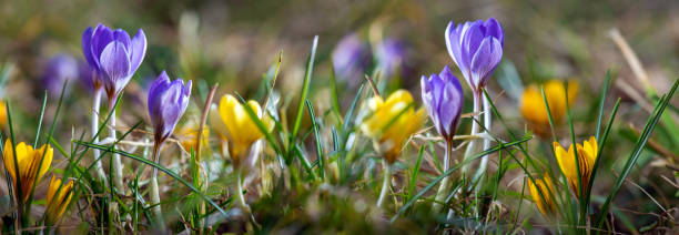 kwiaty krokusa w ogrodzie. piękny fioletowo-żółty kwiat krokusa na rozmytym tle. tło kwitnienia krokusa kwitnącego wiosną w ogrodzie kwiatowym - snow crocus flower spring zdjęcia i obrazy z banku zdjęć