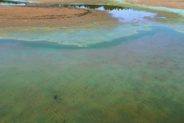This is a global environmental problem of nature pollution. Baltic sea in summer.