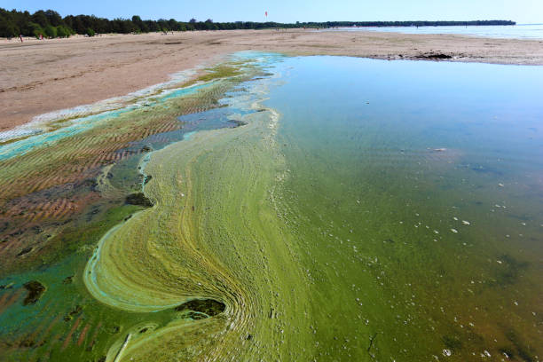 istock Sandy coast and water on the beach are polluted with blue-green algae (cyanobacteria). 1498770648