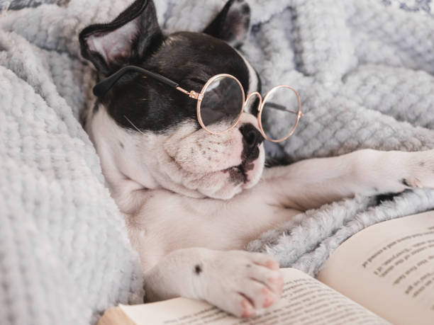 istock Cute puppy, glasses and old book. Close-up 1498771602