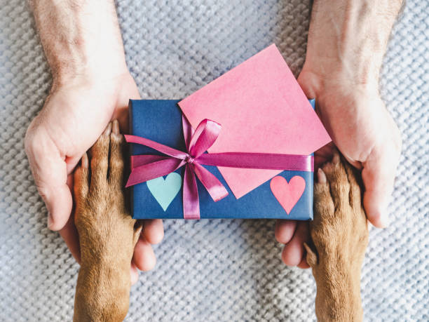 istock Dog paws, male hands and gift box 1498772169