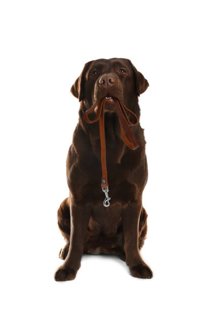 istock Chocolate Labrador Retriever holding leash in mouth on white background 1498772434