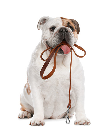 Adorable English bulldog holding leash in mouth on white background