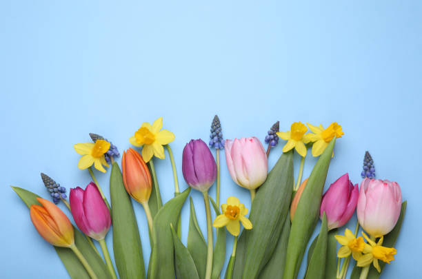 istock Beautiful flowers on light blue background, flat lay. Space for text 1498772474