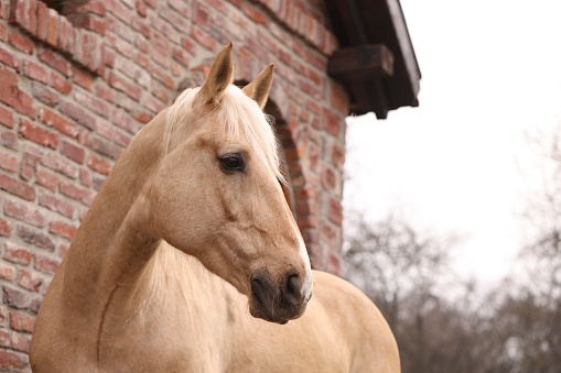 Adorable horse near brick building outdoors, space for text. Lovely domesticated pet