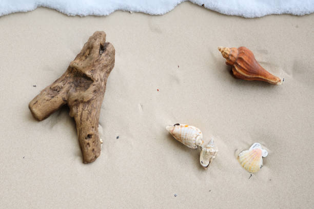 Seashells and driftwood on a sandy beach in summer.