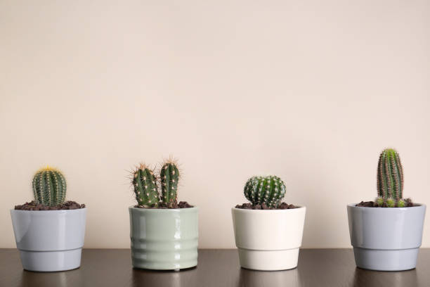 istock Many different beautiful cacti on wooden table 1498775323