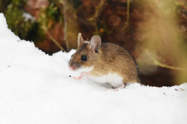 Wood mouse (apodemus flavicollis) in the snow in winter.