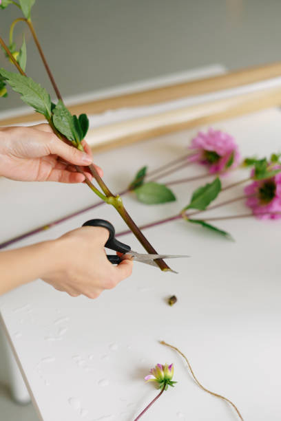 istock Vertical image of a woman's hand cutting a dahlia before arranging it into a bouquet on the table 1498777101