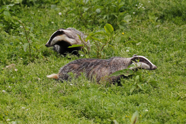 istock European Badger, meles meles, Pair standing on Grass, Normandy 1498780411