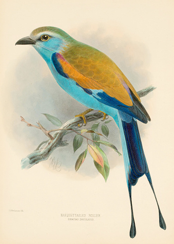 Bird illustration. 19th Century Roller Bird: Exquisite blue-colored bird, known as Coraciidae, showcased in a captivating illustration.
