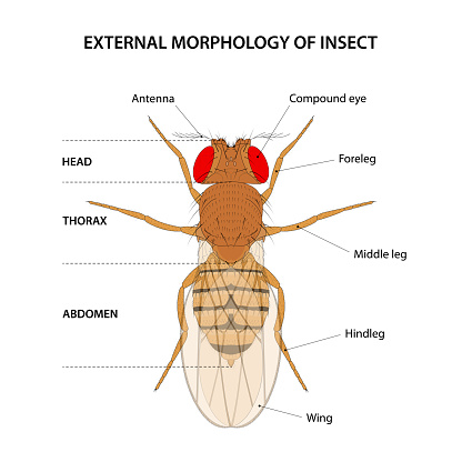 The structure of an insect typically consists of three main body segments: the head, thorax, and abdomen. The head contains the sensory organs and mouthparts, while the thorax is responsible for locomotion and houses the legs and wings. The abdomen contains the digestive, reproductive, and respiratory systems of the insect.