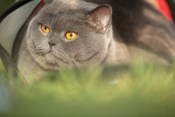 British grey shorthair cat lying on sofa.
