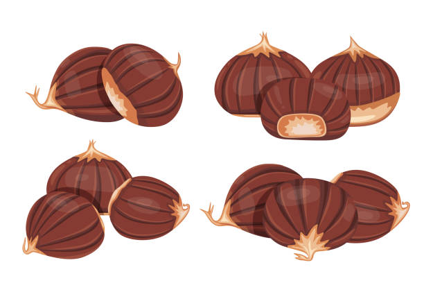 ilustrações de stock, clip art, desenhos animados e ícones de chestnut vector icon.cartoon vector icon isolated on white background chestnut. - chestnut