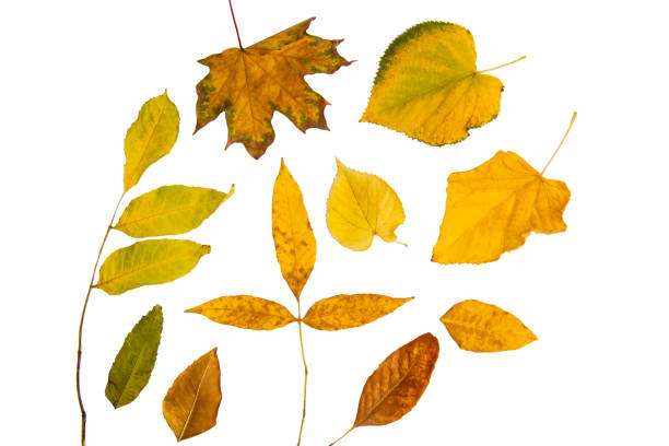istock Colorful autumn tree leaves on a white isolated background. Multicolored autumn pattern. 1498782924