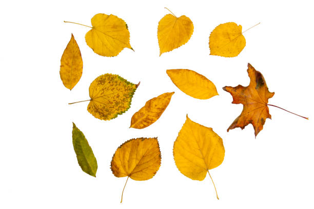 istock Colorful autumn tree leaves on a white isolated background. Multicolored autumn pattern. 1498782936