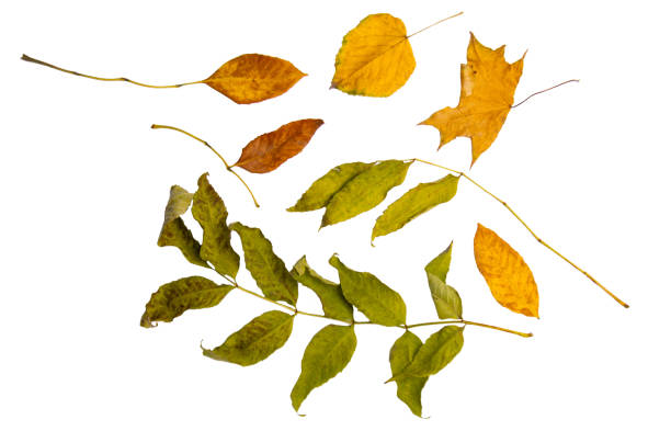 istock Colorful autumn tree leaves on a white isolated background. Multicolored autumn pattern. 1498782947