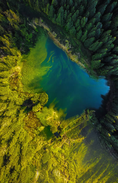 istock Drone view of lake in forest ( vertical ) 1498783444