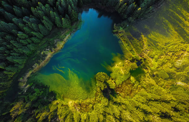 Drone view of lake in forest ( horizontal )