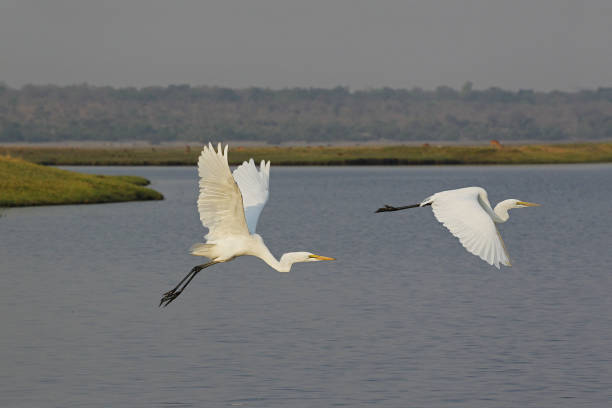 istock Great White Egret, egretta alba, Adult in Flight, Chobe River, Okavango Delta in Botswana 1498783650