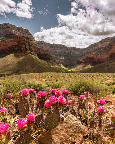 Spring time views in Grand Canyon National Park with blue sky, clouds, Colorado River down below amazing tourist, tourism area of Arizona with pink cactus flowers.