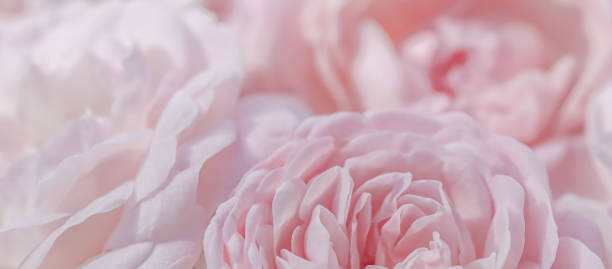 istock Pale pink roses. Soft focus. Macro flowers background for holiday design. 1498787729