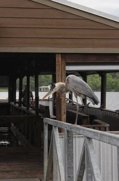 Blue Heron Sitting on Pier Waiting For Fish, Lake Tyler in East Tx