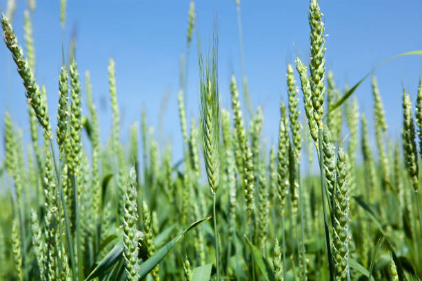 istock Ears of green wheat, close-up. 1498788264