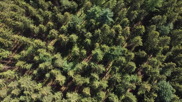 Drone - Forest from above