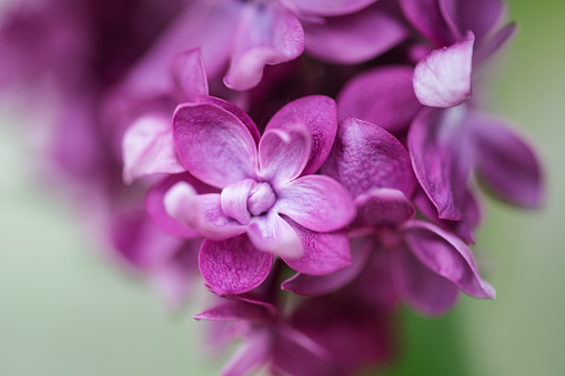 Close up of a purple antique lilac