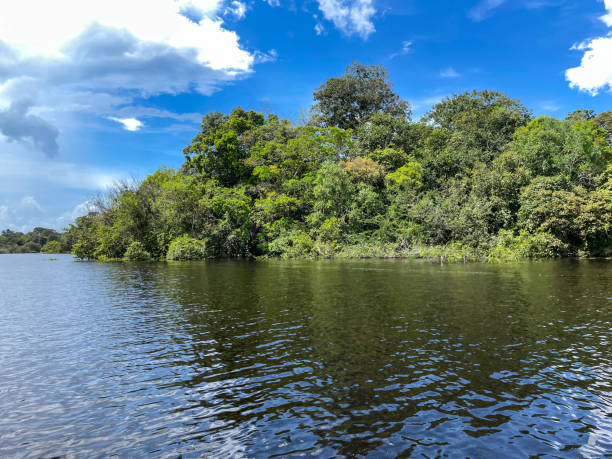 istock Landscape of the Amazon Rainforest in Brazil 1498793482