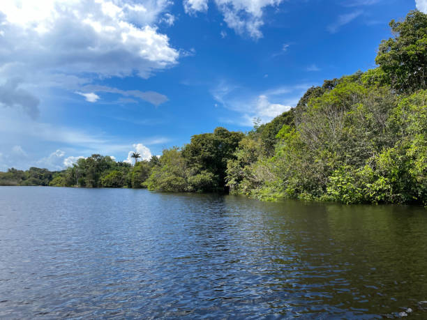 istock Landscape of the Amazon Rainforest in Brazil 1498793492