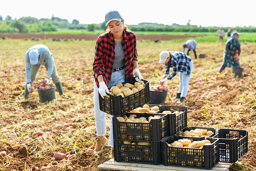 Young woman engaged in harvesting carrying crate full of harvested potatoes at vegetable farm