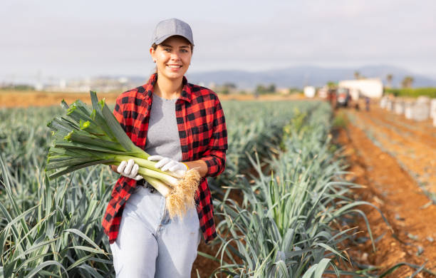 istock Woman posing with leek crop on field 1498795146